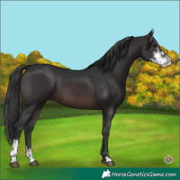 Horse Color:Brown Sabino 