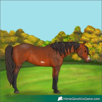 Horse Color:Bay Frame