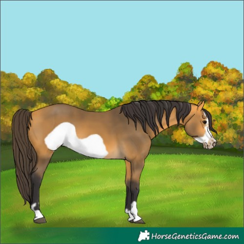 Horse Color:Buckskin Frame 