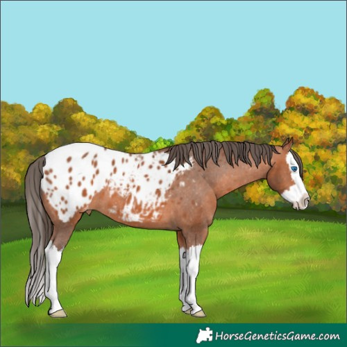 Horse Color:Bay Splash Appaloosa