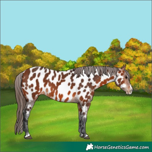 Horse Color:Bay Splash Near Leopard