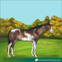 Horse Color:Brown Tobiano Frame 