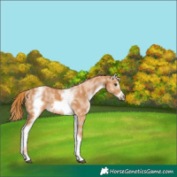 Horse Color:White Spotted Chestnut Sabino Frame