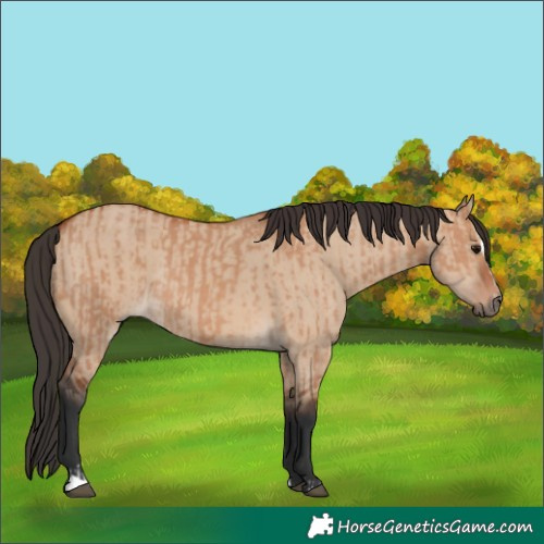 Horse Color:Bay Dun Sabino Rabicano  and Bay Dun Sabino Rabicano 