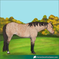 Horse Color:Bay Dun Sabino Rabicano and Bay Dun Sabino Rabicano