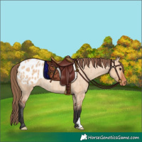 Horse Color:Bay Dun Blanket Rabicano Brindle