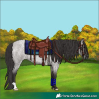 Horse Color:Smoky Grullo Roan Brindle