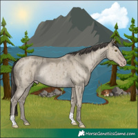 Horse Color:Classic Cream Champagne Dun Rabicano Brindle