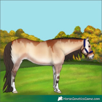 Horse Color:Bay Onyx 