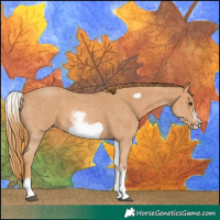 Horse Color:White Spotted Chestnut Sabino Frame 