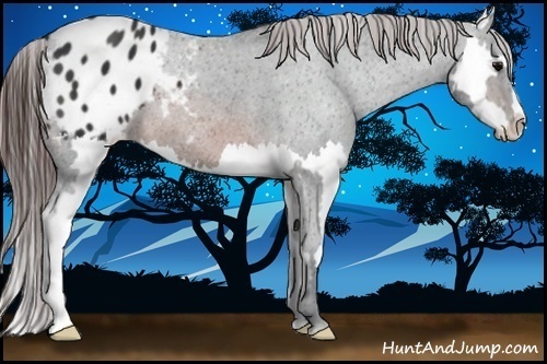 Horse Color:Brown Splash Frame Appaloosa 