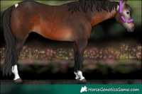 Horse Color:Gray Bay Tobiano