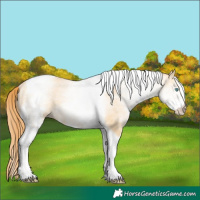 Horse Color:White Spotted Buckskin Pearl Dun Tobiano Rabicano 