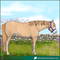 Horse Color:Gold Champagne Splash