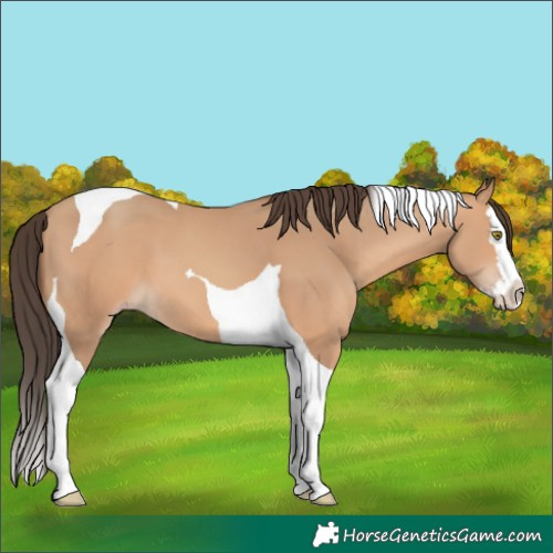 Horse Color:Amber Champagne Splash Tobiano 