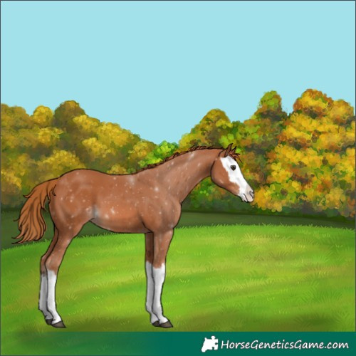 Horse Color:Chestnut Splash 