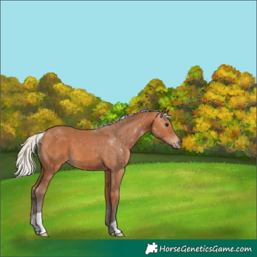 Horse Color:Silver Bay 