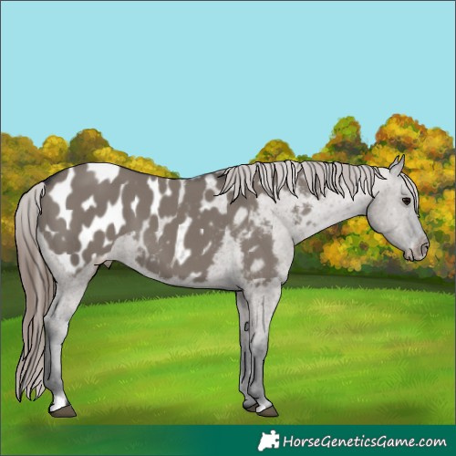 Horse Color:Grullo Blanket