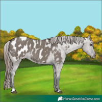 Horse Color:Grullo Blanket 