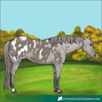 Horse Color:Grullo Appaloosa 