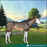 Horse Color:Buckskin Splash Varnish Rabicano