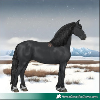 Horse Color:Black 