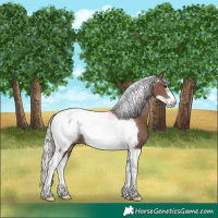 Horse Color:Silver Black Tobiano Frame Appaloosa