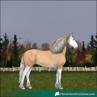 Horse Color:Gold Cream Champagne Splash