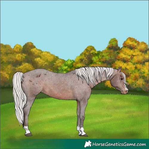Horse Color:Silver Brown Varnish
