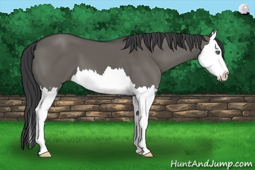 Horse Color:Grullo Sabino Splash 