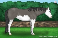 Horse Color:Grullo Sabino Splash 