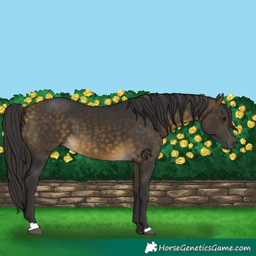 Horse Color:Buckskin 