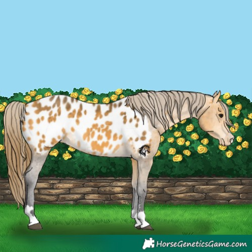 Horse Color:Buckskin Appaloosa