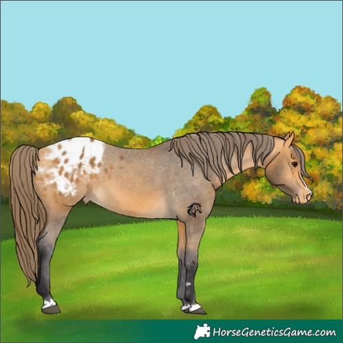 Horse Color:Buckskin Appaloosa