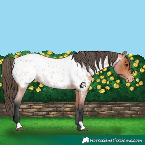 Horse Color:Bay Roan Appaloosa