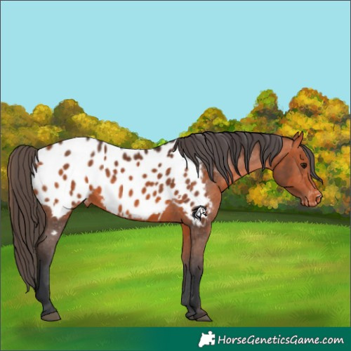 Horse Color:Bay Appaloosa 