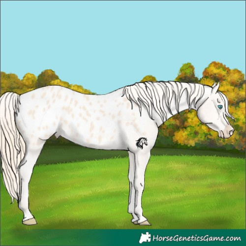 Horse Color:Perlino Appaloosa