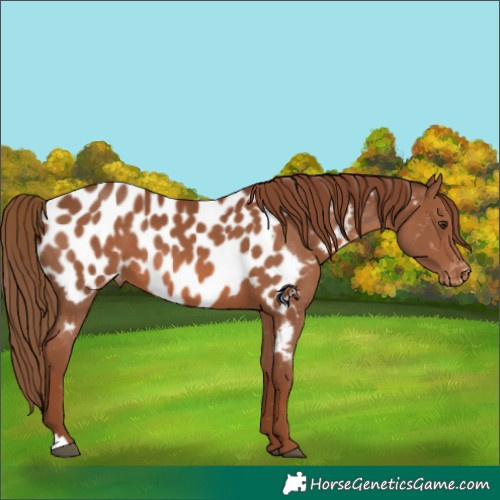 Horse Color:Chestnut Appaloosa