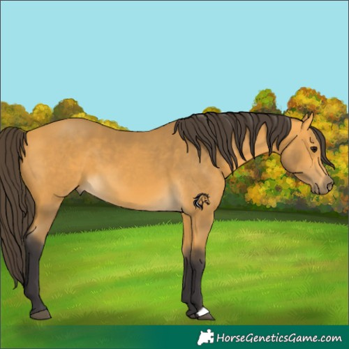 Horse Color:Buckskin 