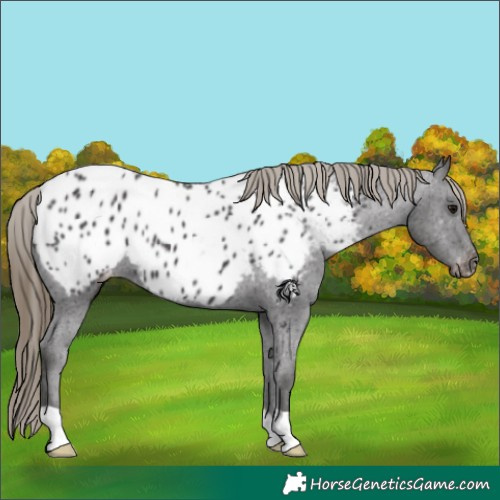 Horse Color:Smoky Black Appaloosa
