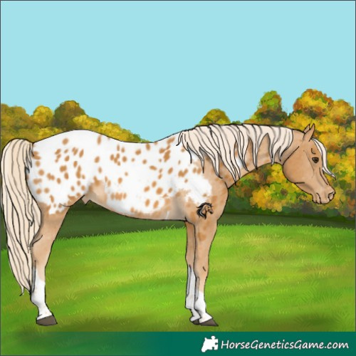 Horse Color:Palomino Tobiano Appaloosa 