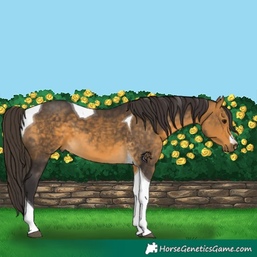 Horse Color:Buckskin Tobiano 