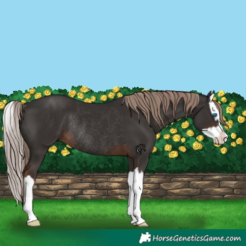 Horse Color:Liver Chestnut Splash Rabicano 