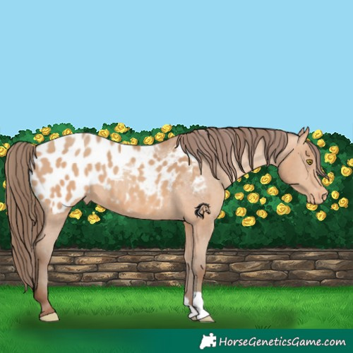 Horse Color:Amber Champagne Appaloosa 