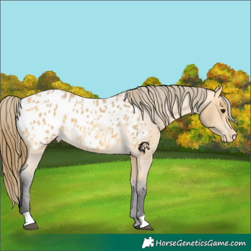 Horse Color:Buckskin Roan Appaloosa