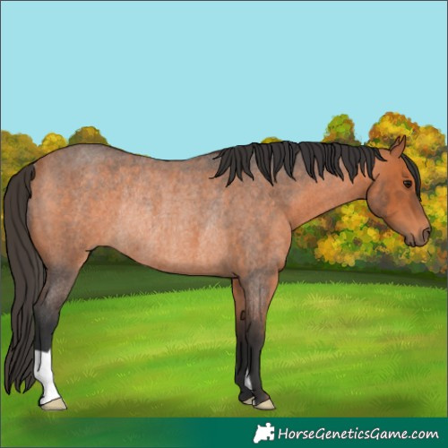 Horse Color:Bay Roan Rabicano 