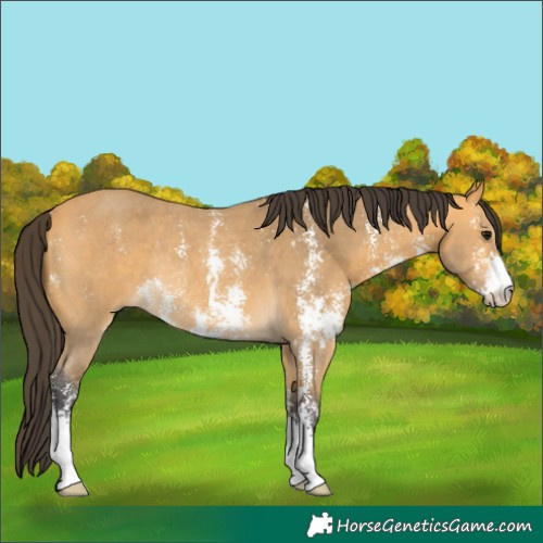 Horse Color:Buckskin Sabino Rabicano