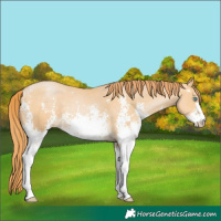 Horse Color:Buckskin Pearl Sabino 