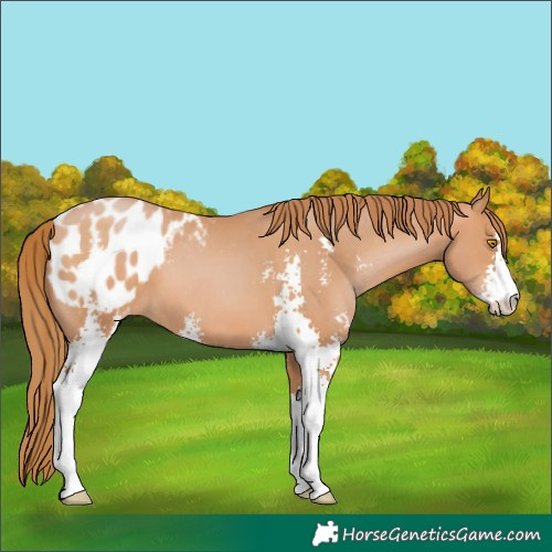 Horse Color:Bay Pearl Sabino Appaloosa