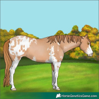 Horse Color:Bay Pearl Sabino Appaloosa 